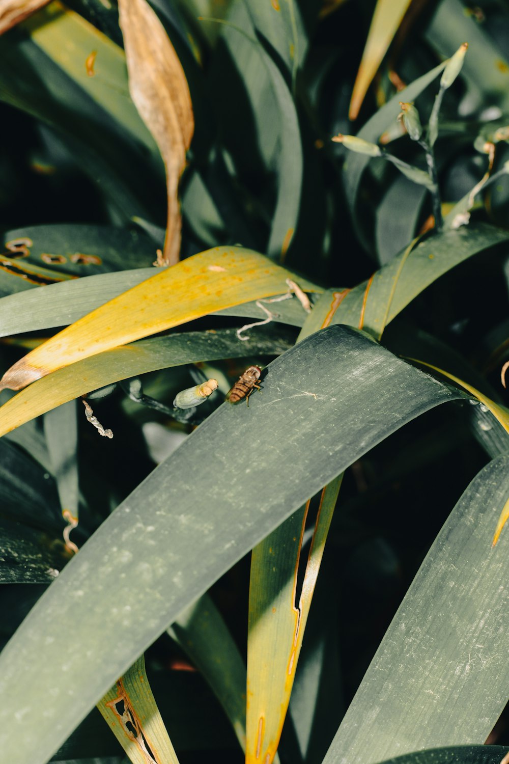 a close up of a plant with a bug on it