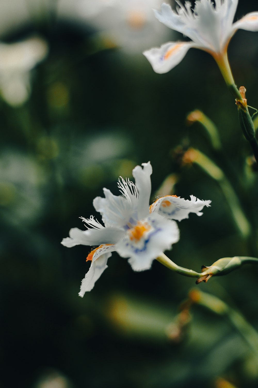 a close up of some white flowers in a field