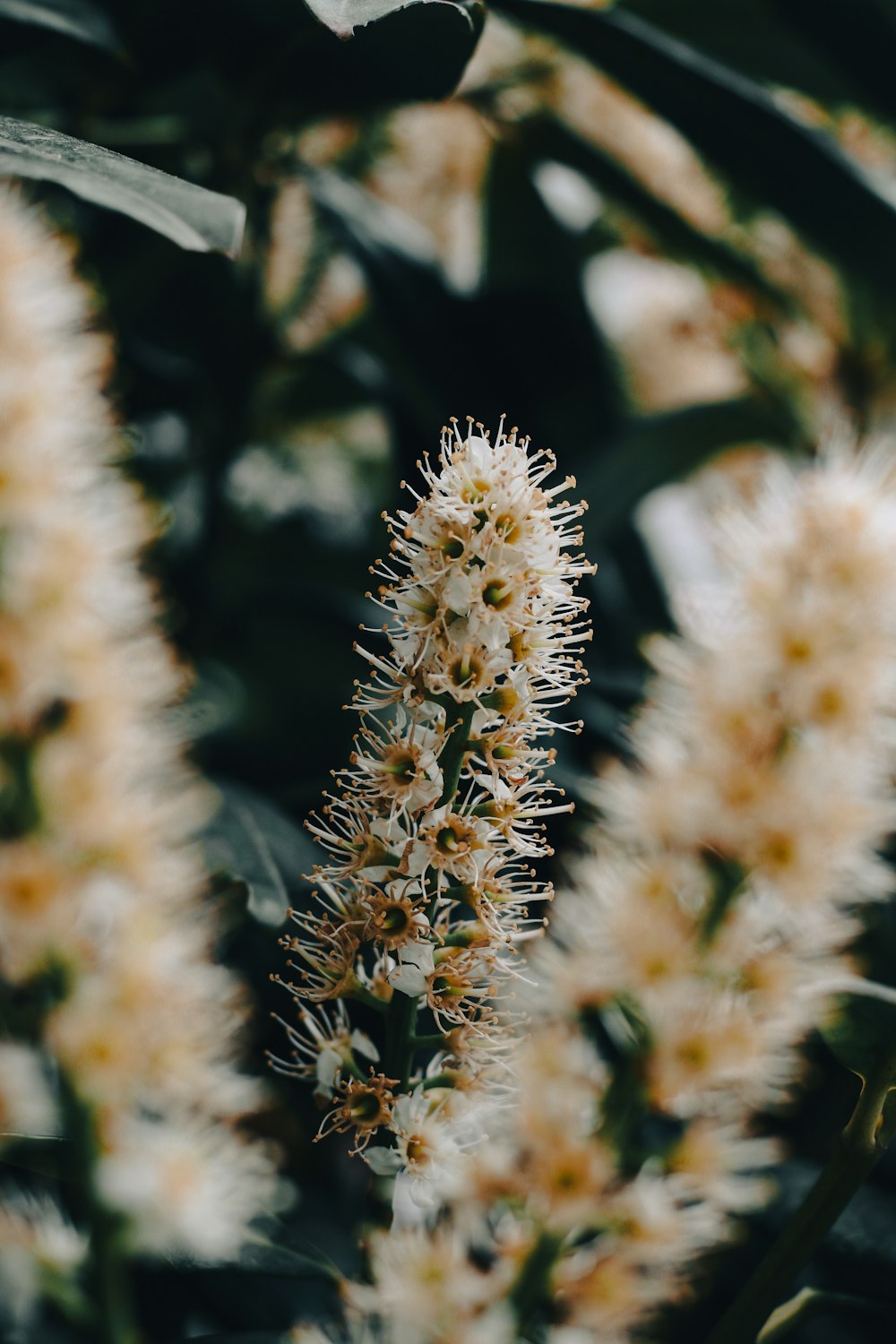 a close up of a plant with white flowers