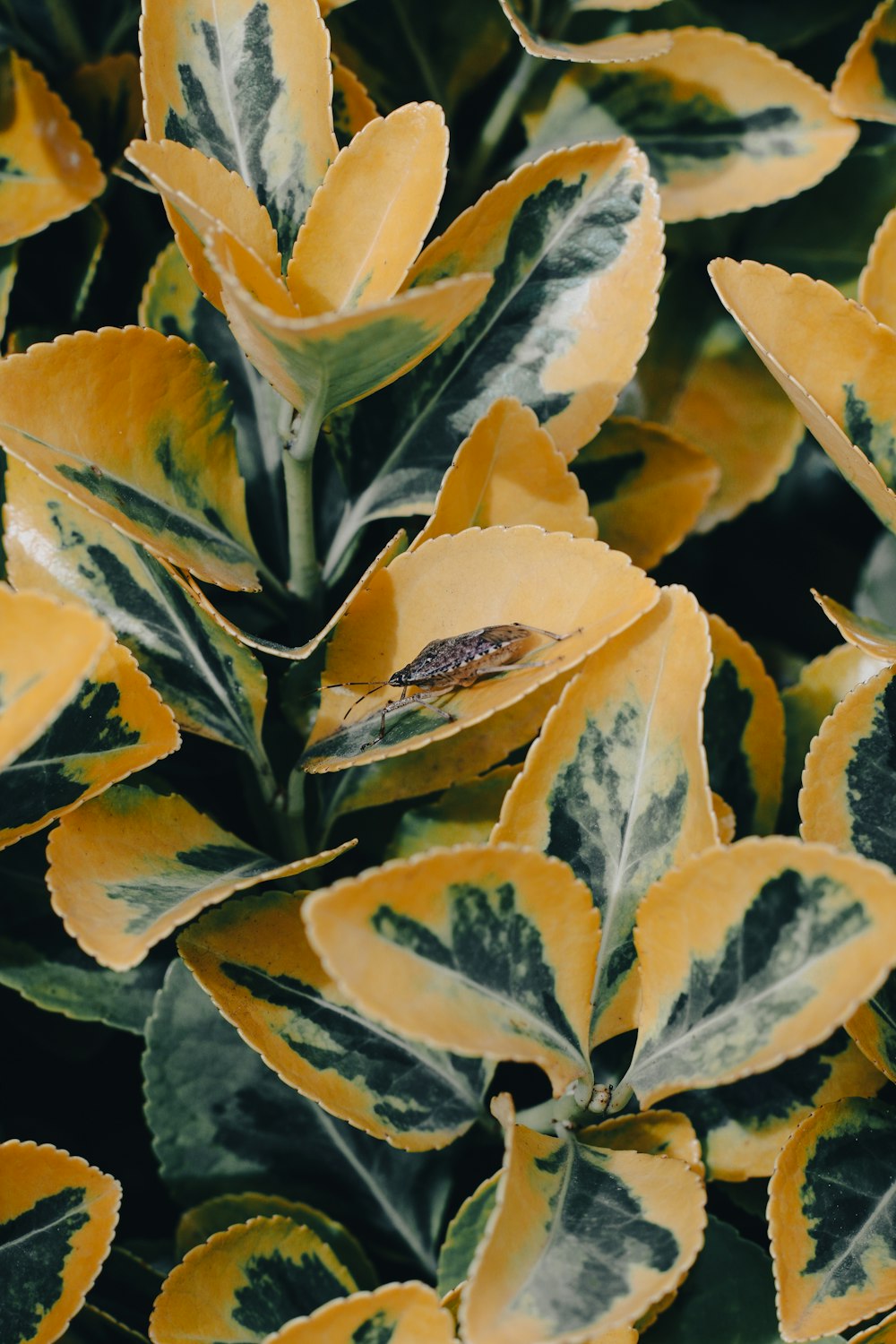 a close up of a plant with yellow and green leaves