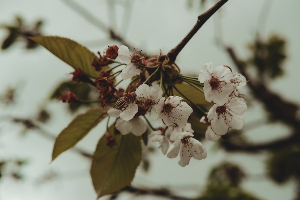 a branch with white flowers and green leaves