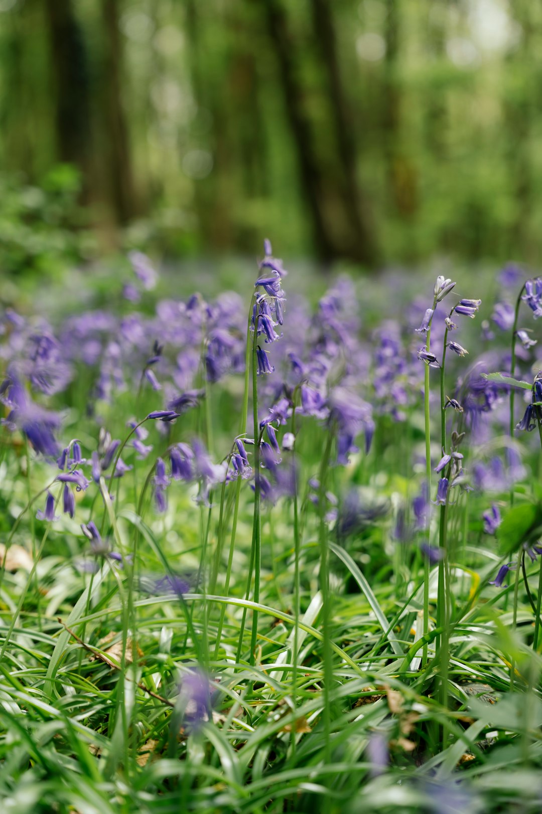 Close up shot of spring bluebells in a green woodland