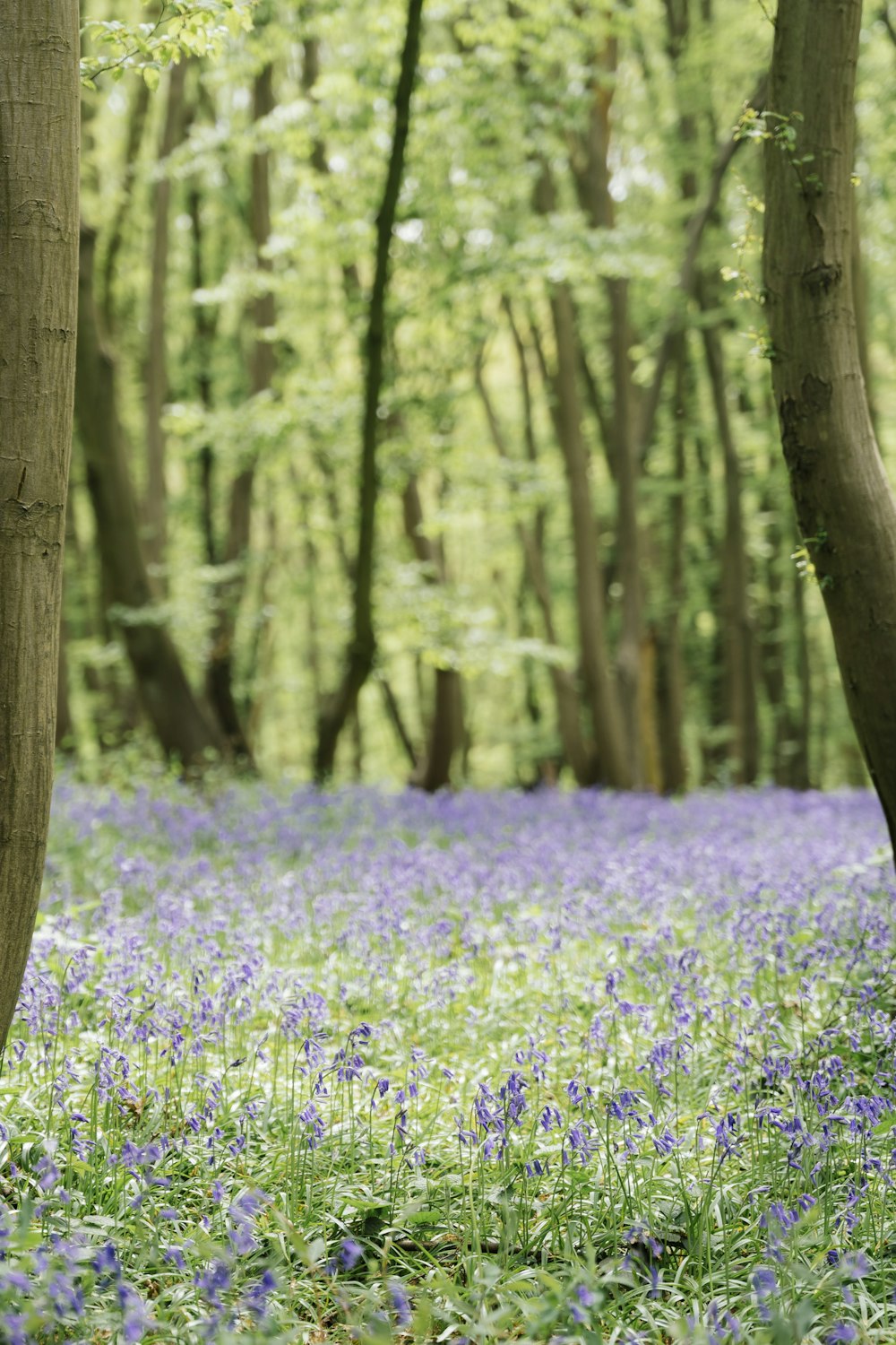 a forest filled with lots of trees and blue flowers