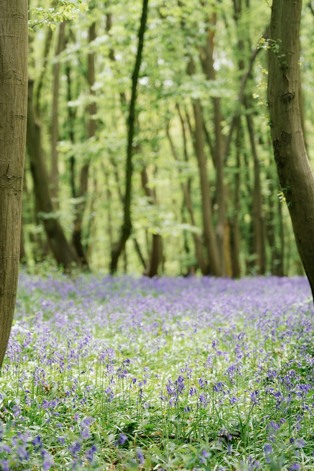 Wide shot of spring bluebells in a green woodland