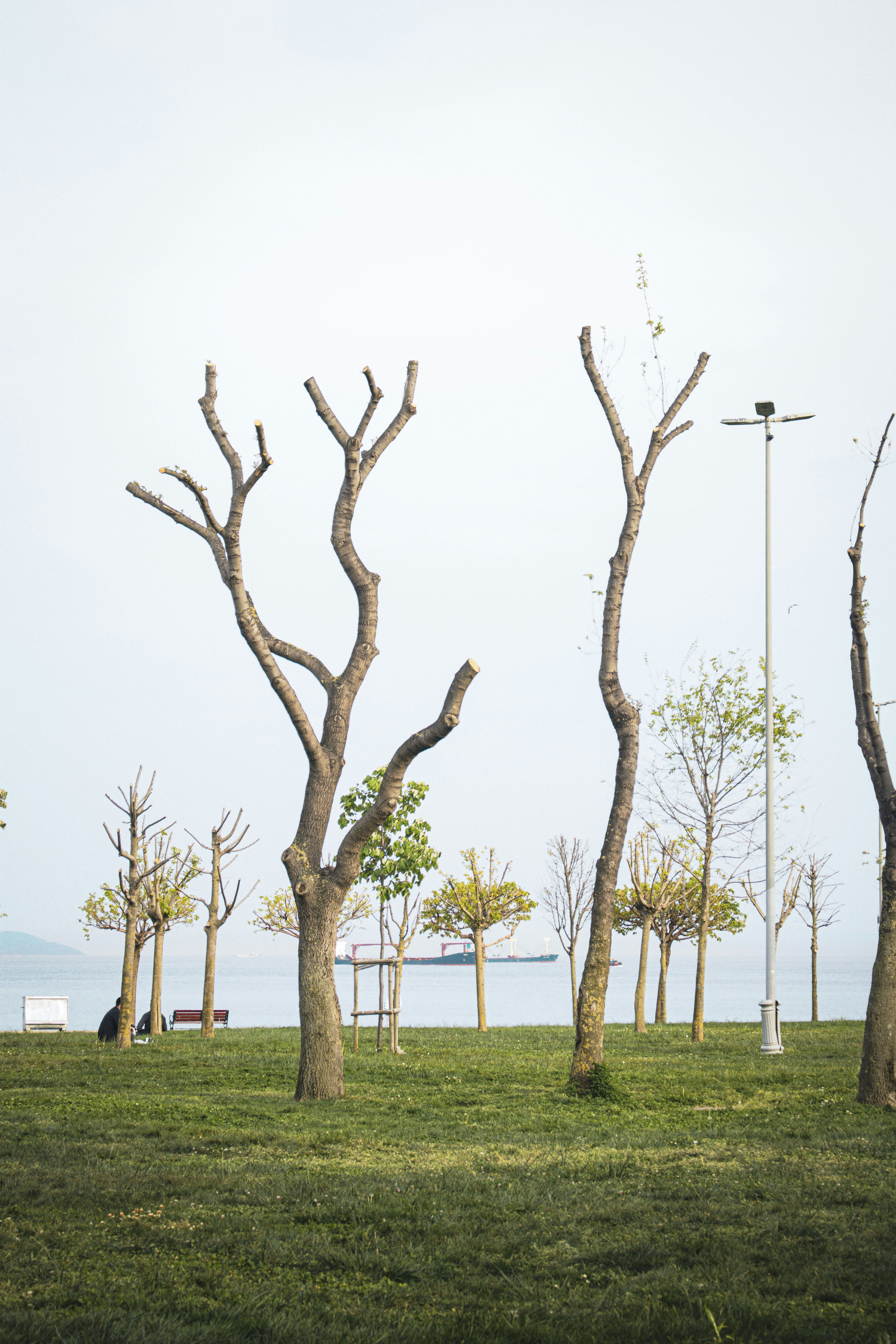 a couple of trees that are standing in the grass
