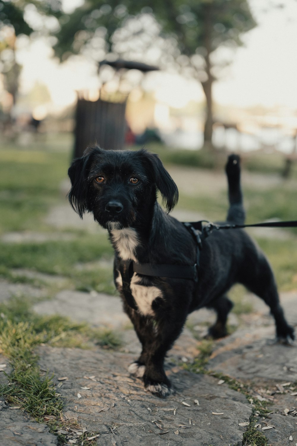 a black dog with a harness on walking on a leash