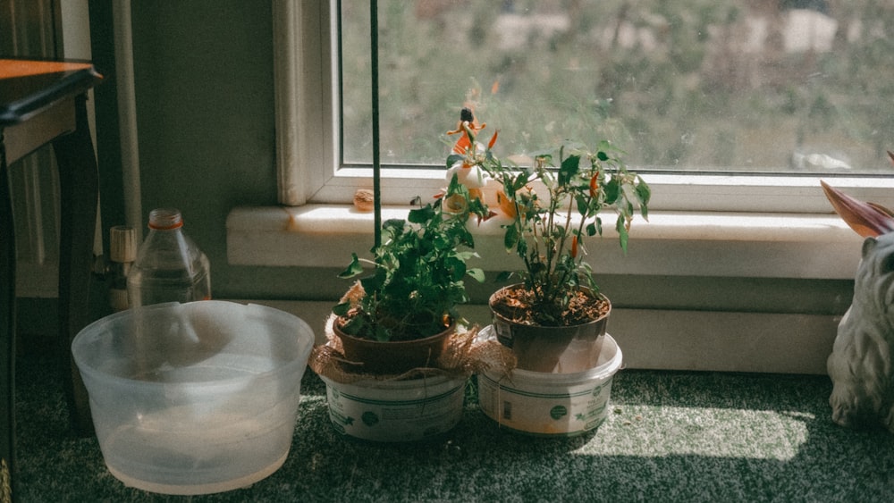 a cat sitting next to a potted plant on a window sill