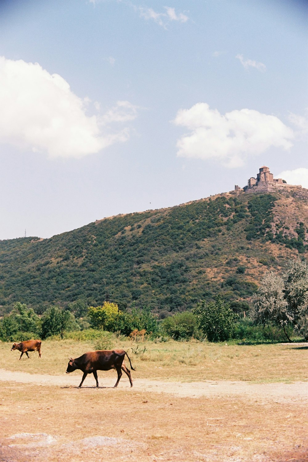 a herd of cattle walking across a dry grass field