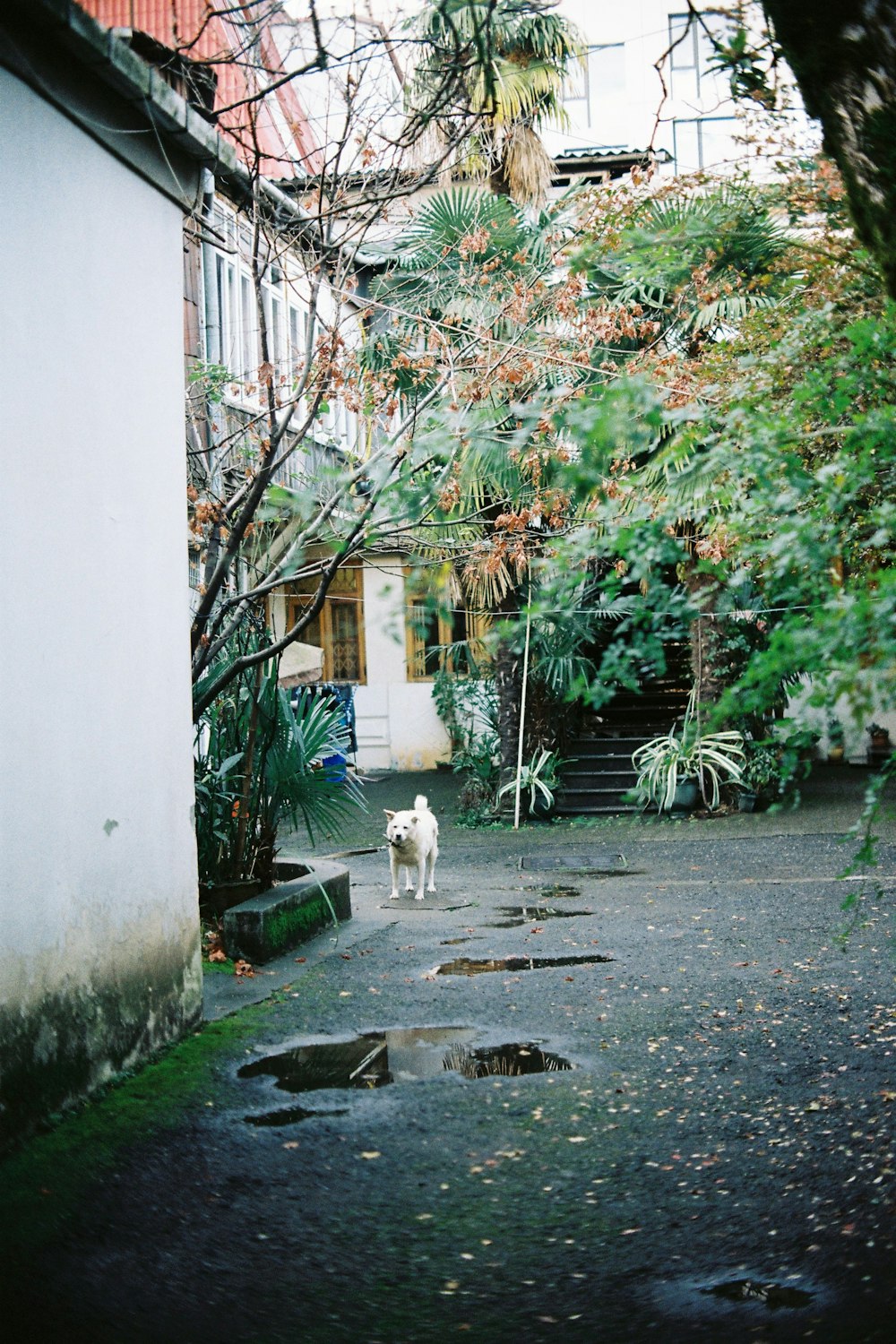 a white dog standing in a courtyard next to a building