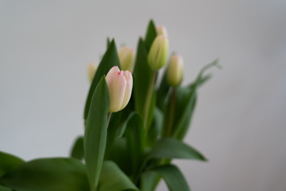 a close up of a bunch of flowers in a vase