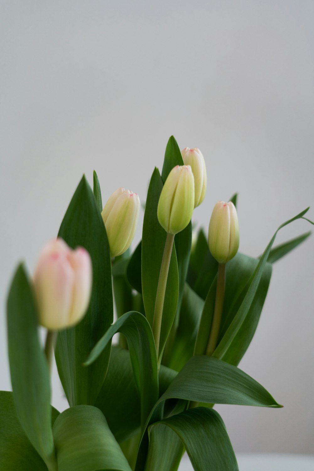 a close up of a bunch of flowers in a vase