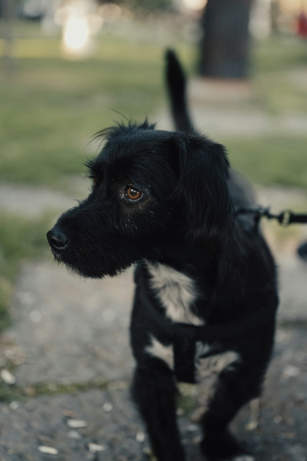 a black and white dog is on a leash