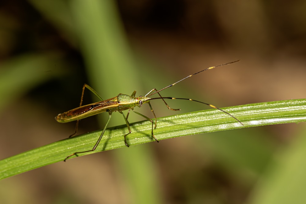 a bug sitting on top of a green leaf