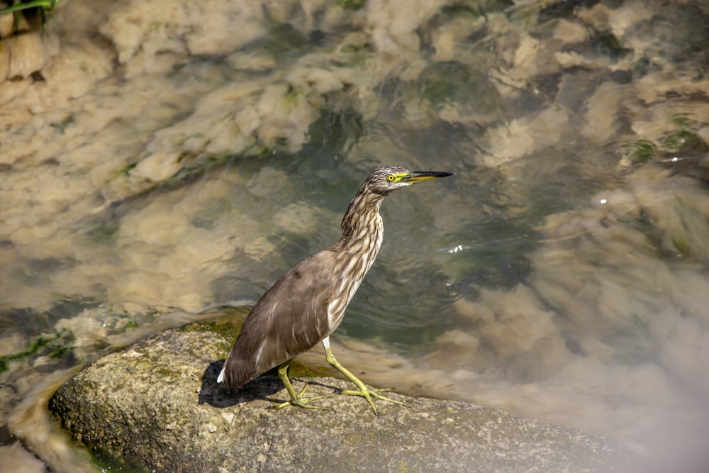 a bird is standing on a rock in the water