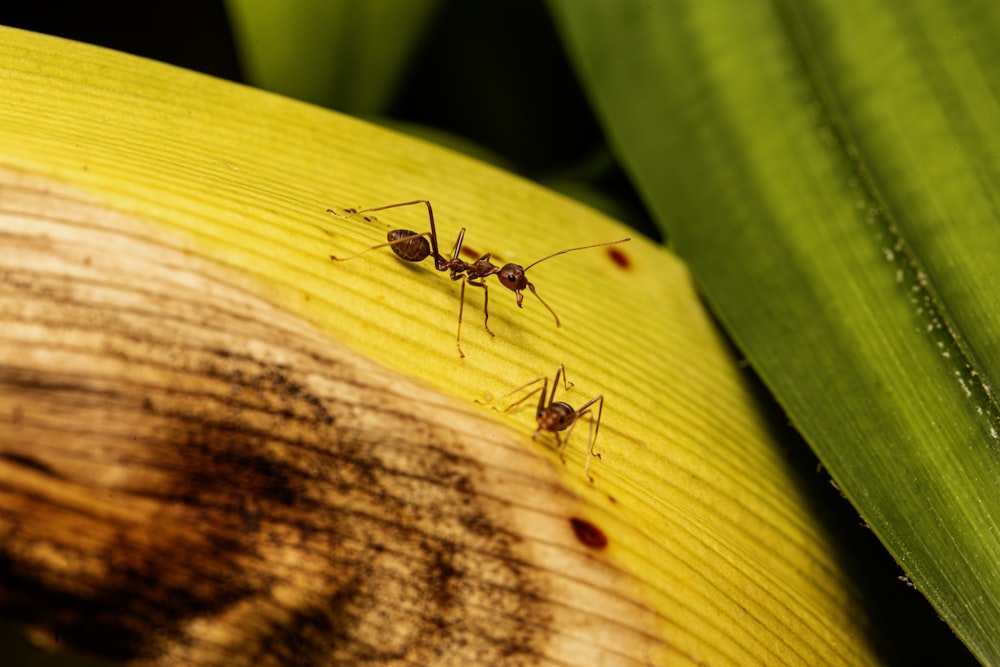 a couple of ants standing on top of a green plant