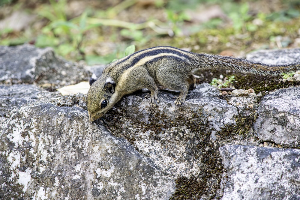 a small animal standing on top of a large rock