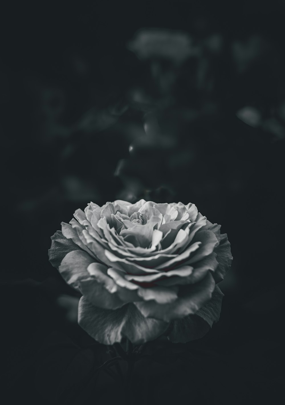 a black and white photo of a flower