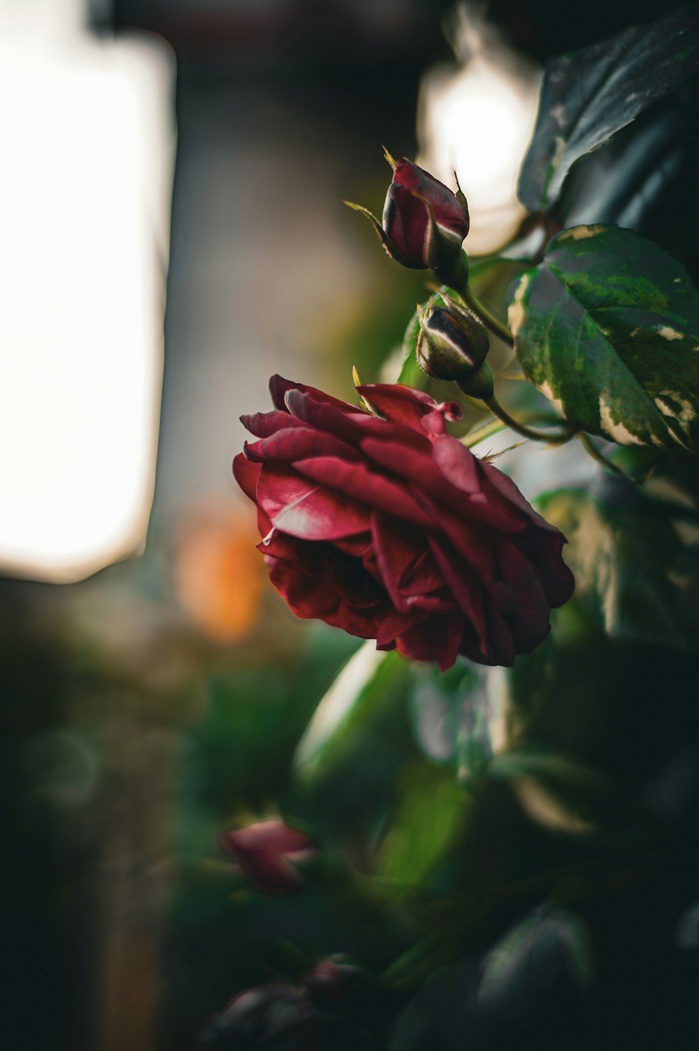 a close up of a red rose with green leaves