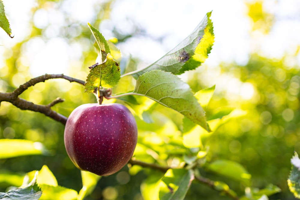 una manzana roja colgando de la rama de un árbol