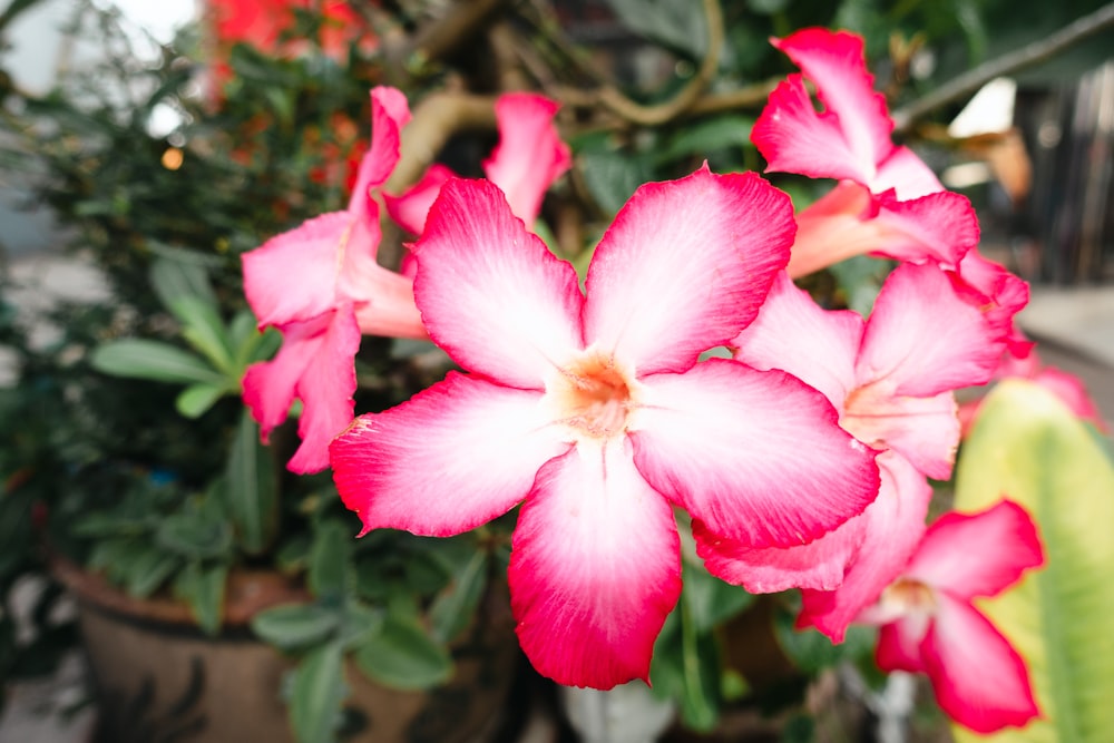 a close up of a pink flower in a pot