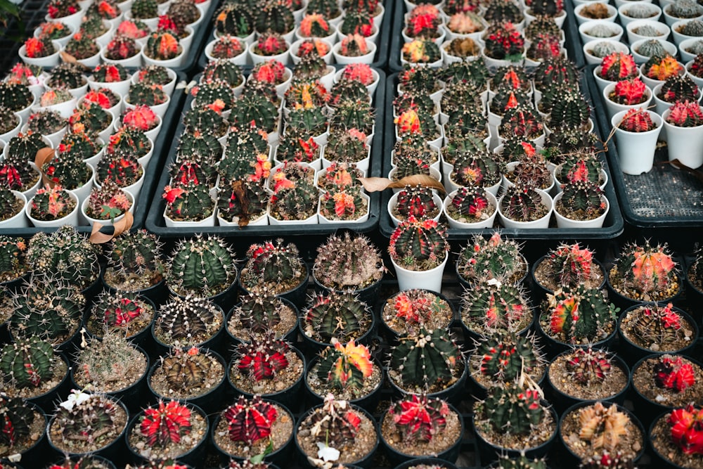 a table topped with lots of potted plants