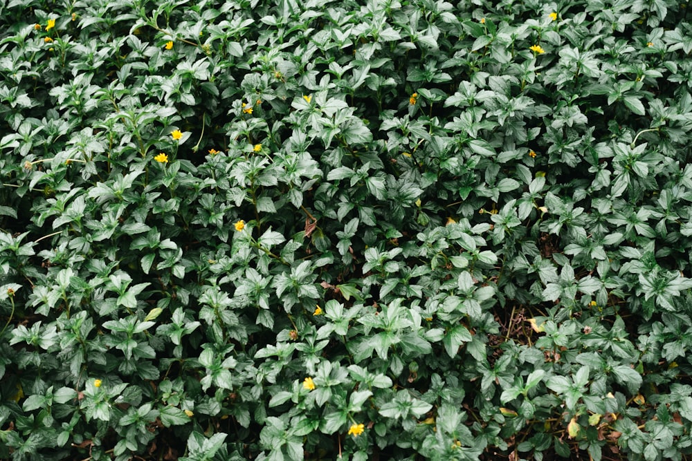 a bush with green leaves and yellow flowers