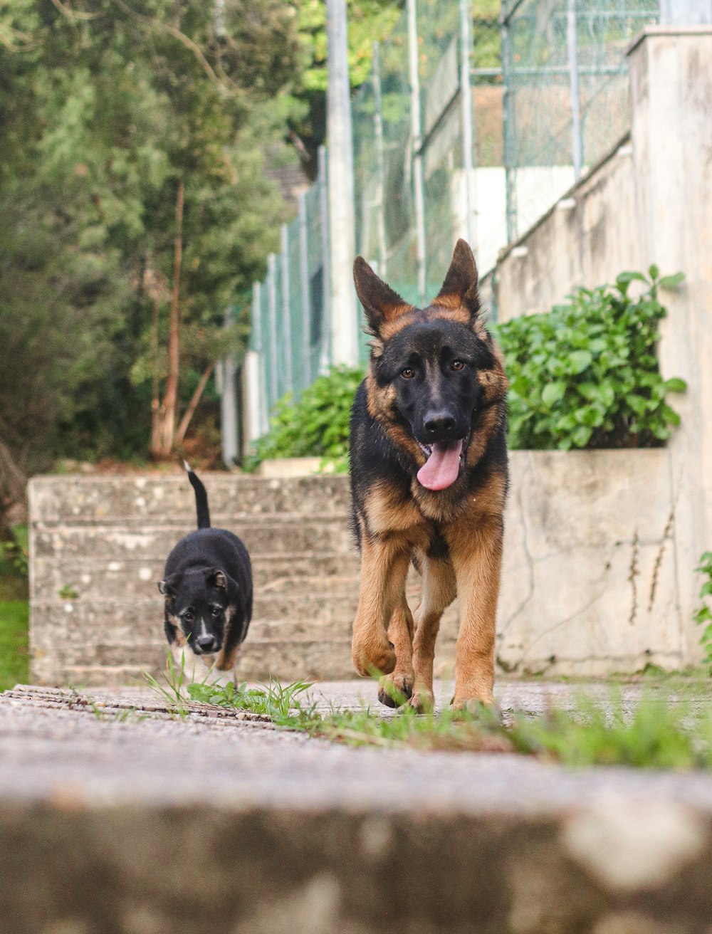 a german shepard and a black and brown dog