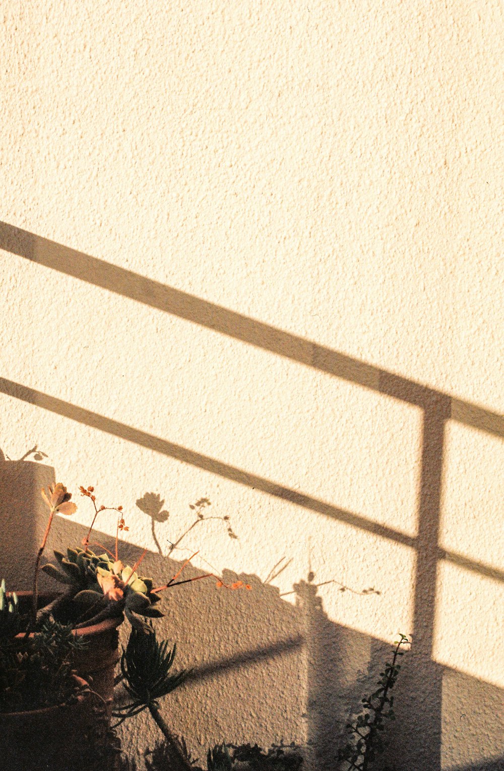 a cat sitting on a ledge next to a potted plant