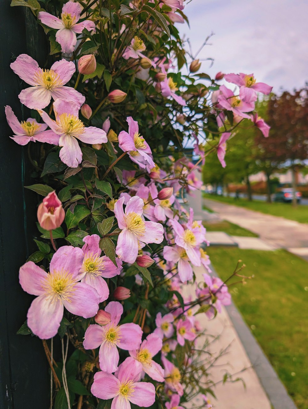 pink flowers growing on the side of a building