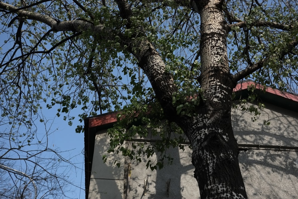 a tree with leaves and a building in the background