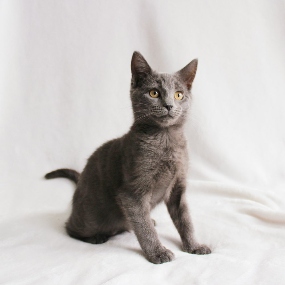 a gray kitten sitting on top of a white sheet