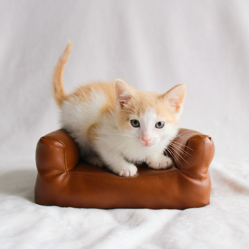 a small kitten sitting on top of a leather couch