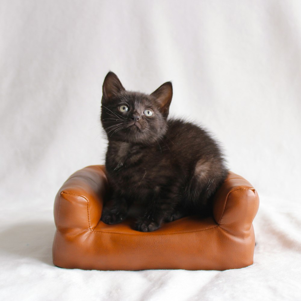 a black cat sitting on a brown leather chair