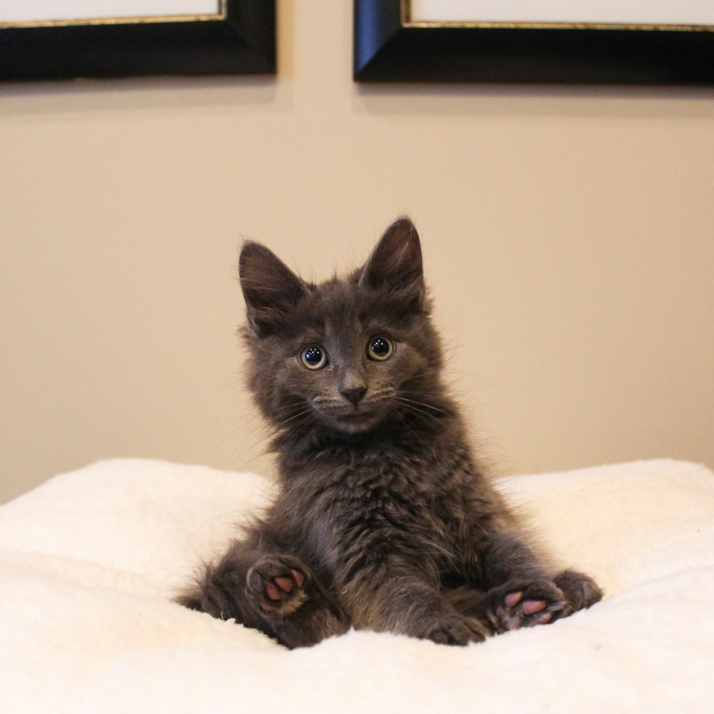 a small kitten sitting on top of a white blanket