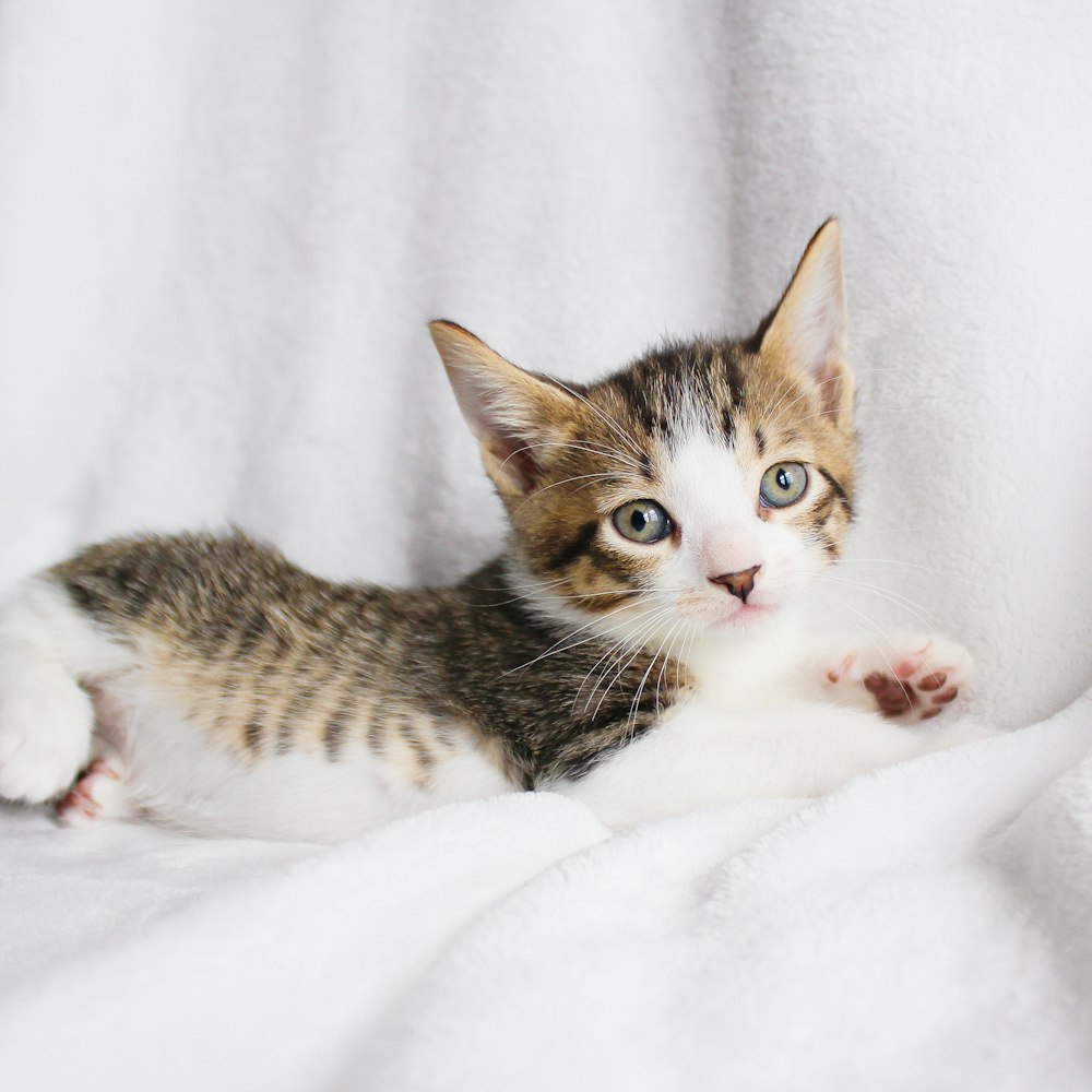 a small kitten laying on top of a white blanket