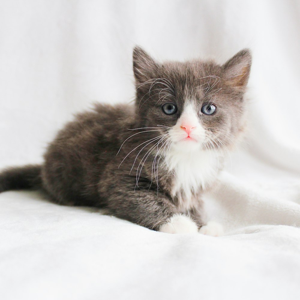 a gray and white kitten sitting on top of a white blanket