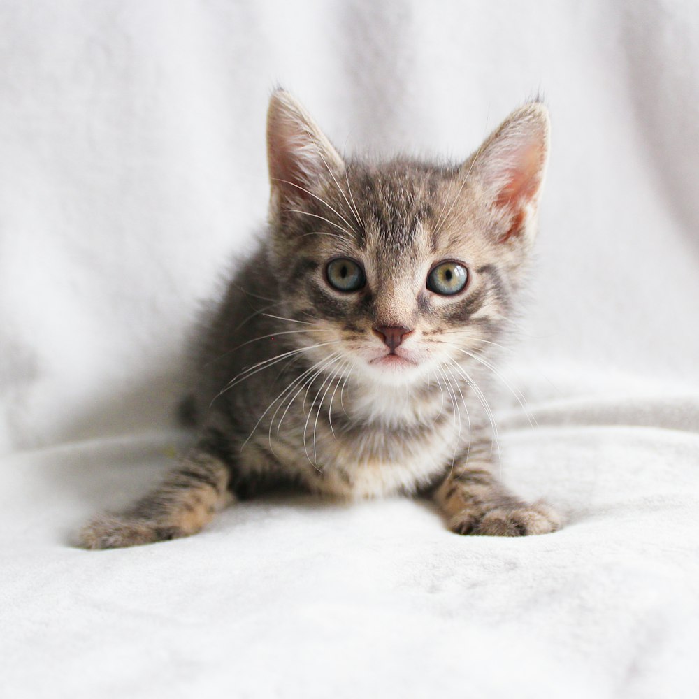 a small kitten sitting on top of a white blanket