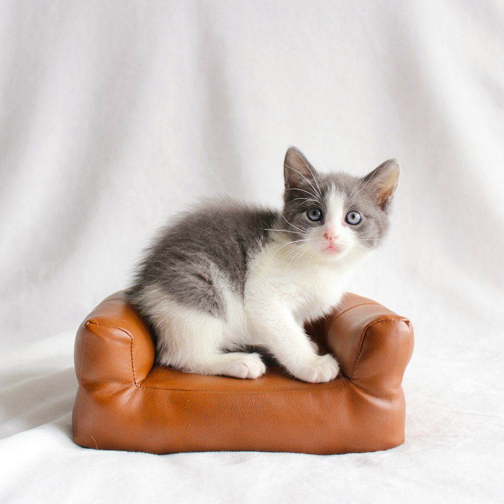 a gray and white kitten sitting on a leather chair