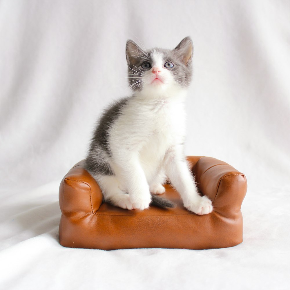 a small kitten sitting on top of a leather chair