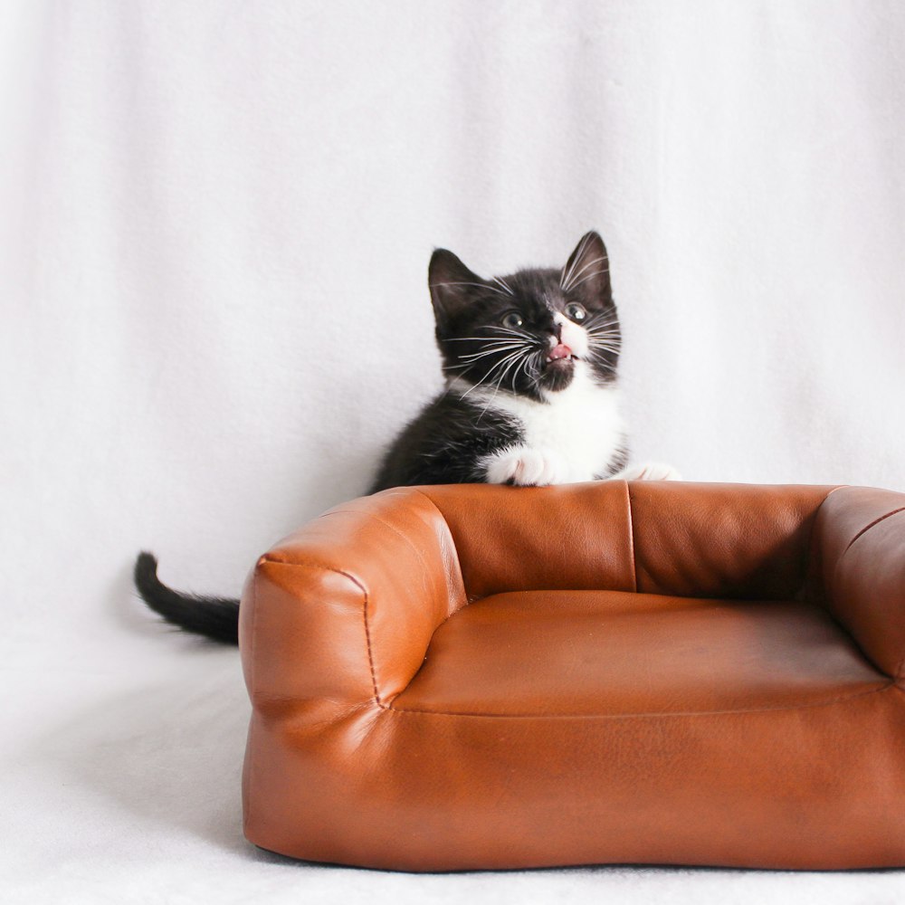 a black and white kitten sitting on a brown leather chair