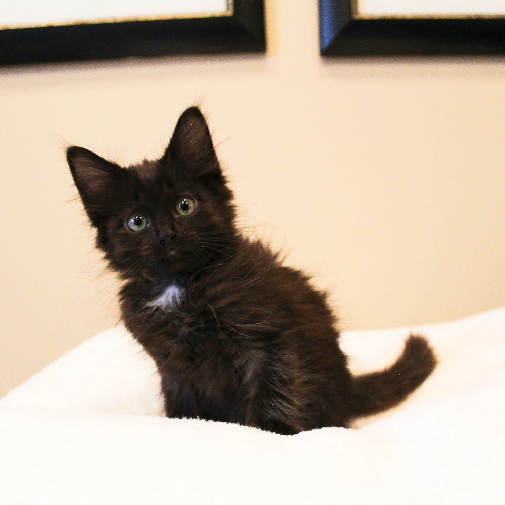 a black kitten sitting on top of a white blanket
