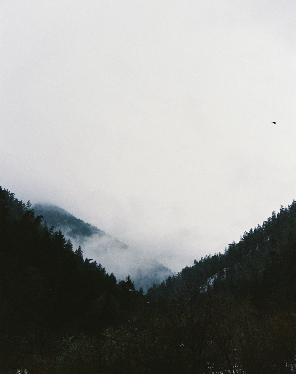 a bird flying over a forest covered in fog