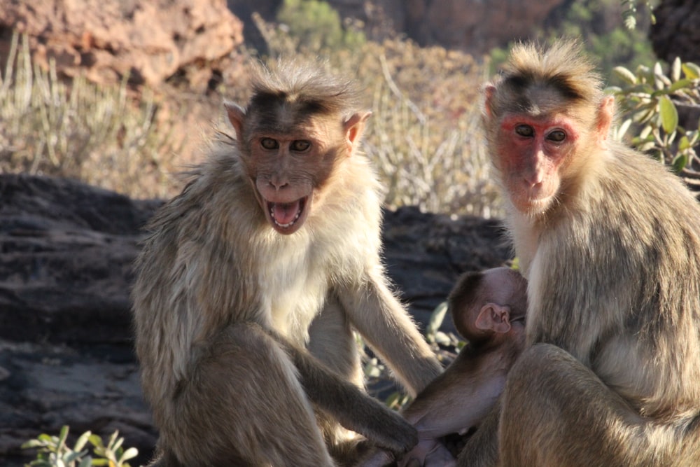 a couple of monkeys sitting on top of a rock