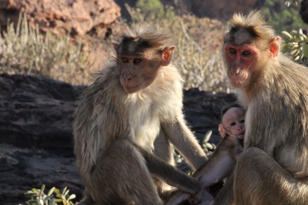 a couple of monkeys sitting on top of a rock