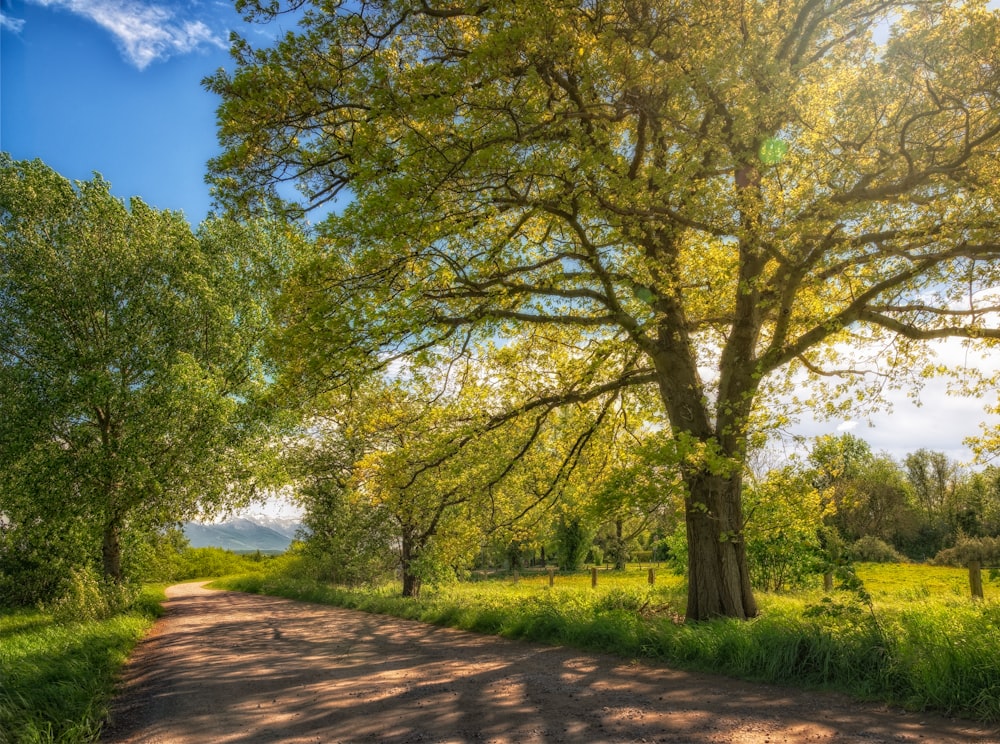 a dirt road surrounded by trees and grass