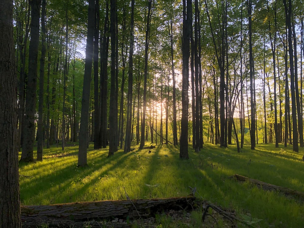 the sun is shining through the trees in the forest