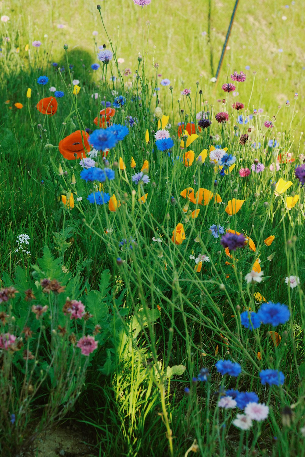 a field of wildflowers and other wild flowers