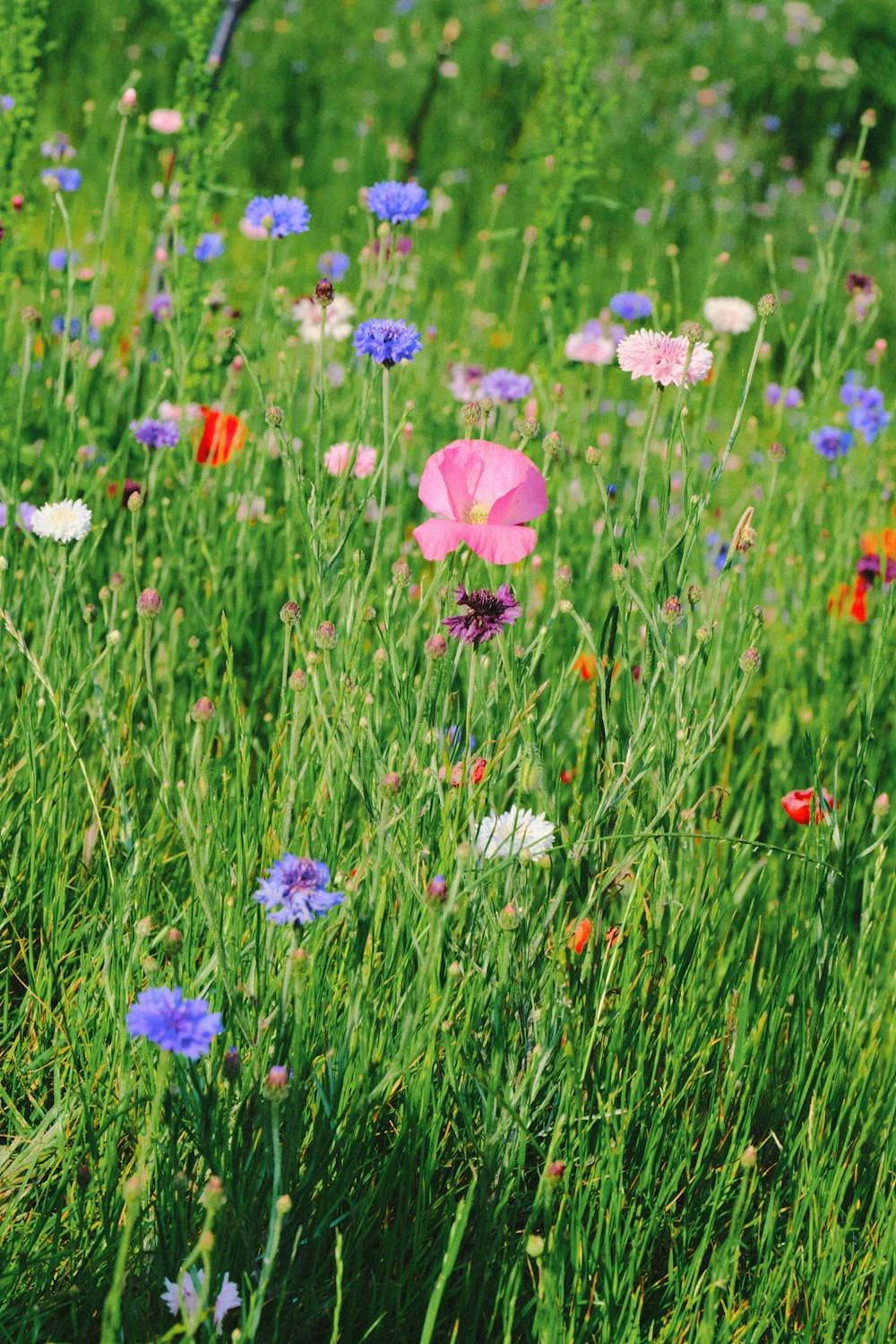 a field full of flowers and green grass