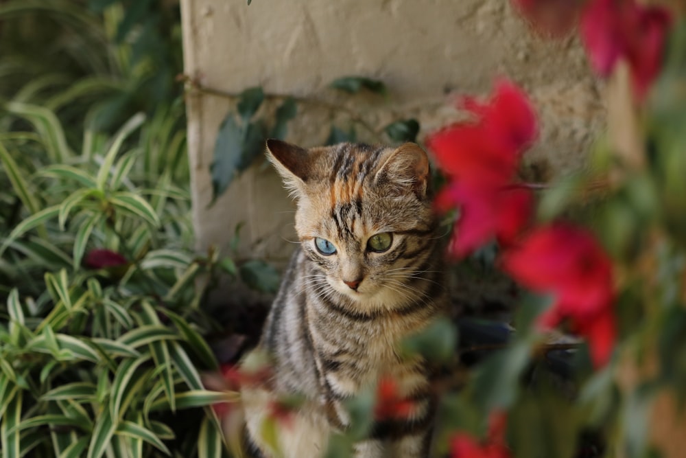 a cat with blue eyes standing in a garden