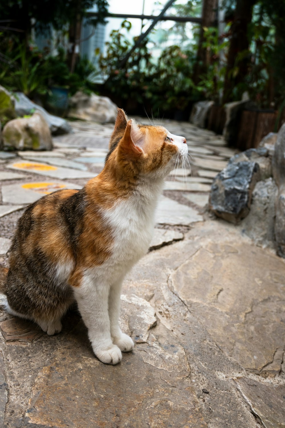 a cat sitting on a rock looking up